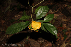 Tabernaemontana gamblei